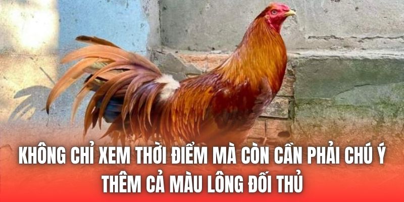 Không chỉ xem thời điểm mà còn cần phải chú ý thêm cả màu lông đối thủ