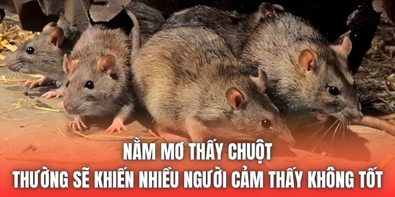 Nằm mơ thấy chuột thường sẽ khiến nhiều người cảm thấy không tốt