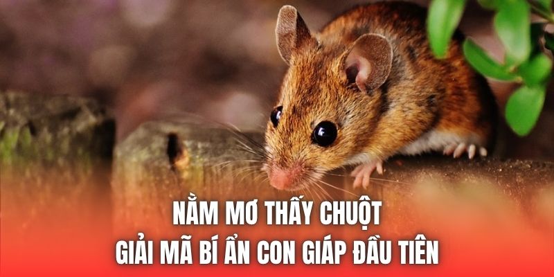 Nằm Mơ Thấy Chuột | Giải Mã Bí Ẩn Con Giáp Đầu Tiên